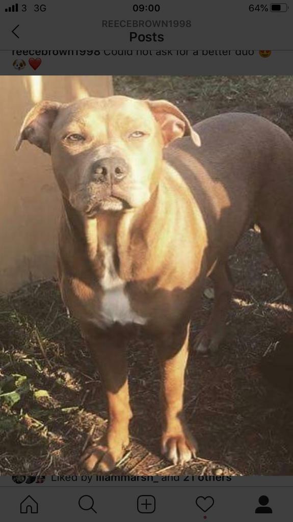 gumtree american bully